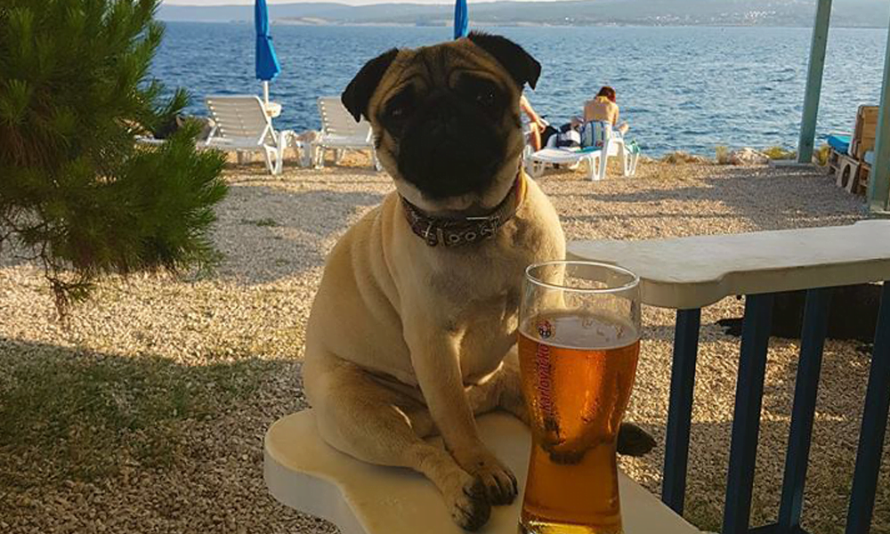 Dogs beach bar Monty's Dog w Crikvenicy, plaża dla psów w Chorwacji
