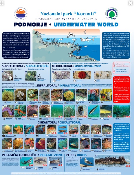 Kornati, Życie podwodne Parku Narodowego Kornati