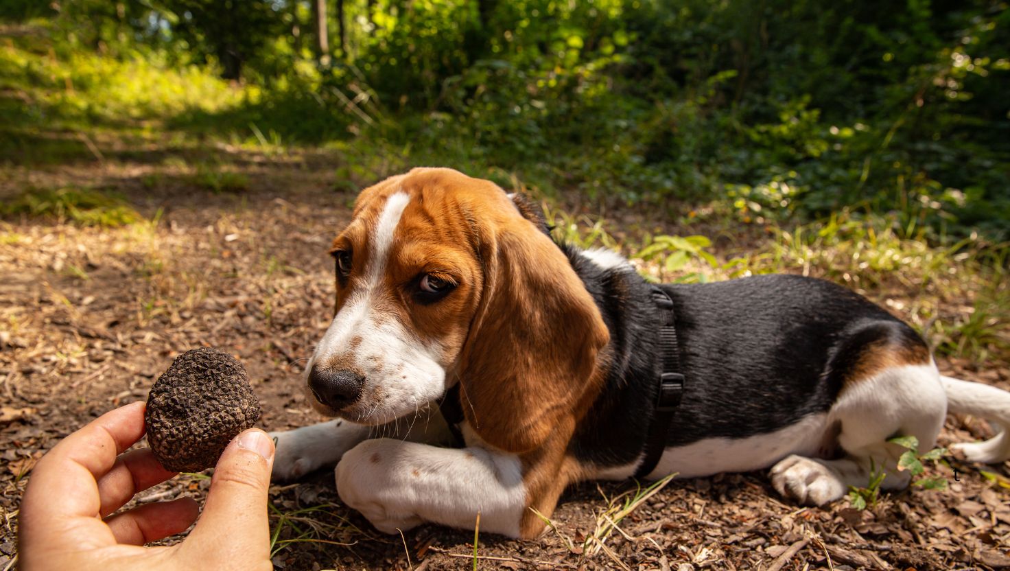 Trufle w Chorwacji – gdzie ich szukać, ceny, sezon i najlepsze miejsca w Istrii
